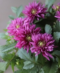 ���ꥢ���إۥåȥޥ��󥿡�