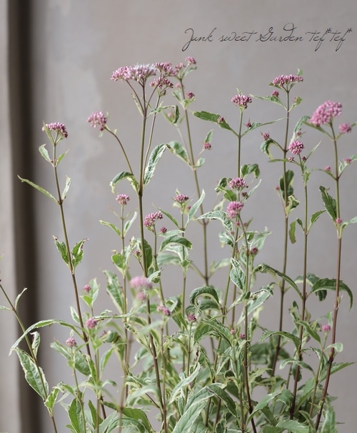 確認用　フジバカマ　斑入り　2ポット 確認用 フジバカマ 斑入り 2ポット 確認用 フジバカマ 斑入り 2ポット