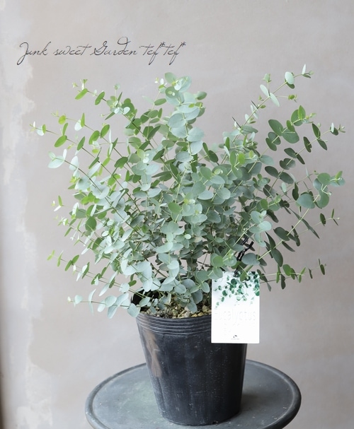 小さな葉っぱのユーカリ グニー すべての商品 Junk Sweet Garden Tef Tef 小さな葉っぱのユーカリ グニー すべての商品 Junk Sweet Garden Tef Tef