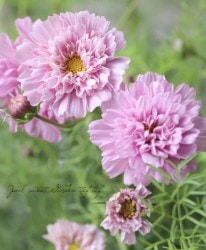 Ȭ�ź餭�����⥹�����֥륯��å����إ������ܥ�ܥ�١�