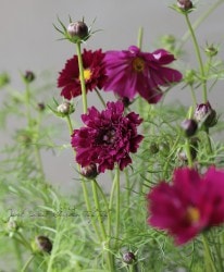 Ȭ�ź餭�����⥹�����֥륯��å����إ����٥꡼�١�