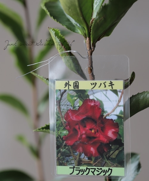 黒椿 『ブラックマジック』 | すべての商品 | | Junk sweet Garden tef