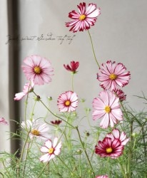 �ʤ����ͥ����⥹���إХ����ơ�