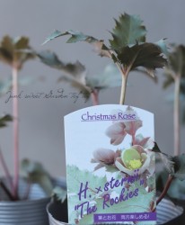 ��¼��ݡ����顼�꡼�դΥ��ꥹ�ޥ����������إ��ƥ�ˡ������å�������