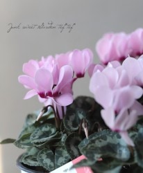 �ڷڰ���������������ۥ����ǥ�ߥ˥������� �إ���ɡ����