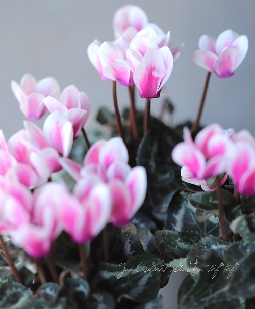 軽井沢たけいち農園】 ガーデンミニシクラメン 『雪うさぎ』 | すべて