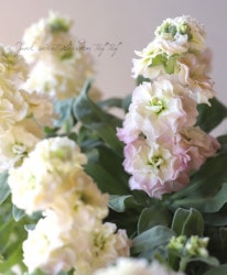 Ȭ�ź餭���ȥå� �إ쥤��ܡ���