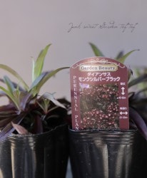 ɺֹ󥵥إ󥯥С֥å