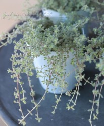 �ϡ��֡��إ����꡼�������