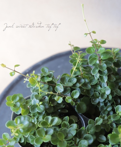 ロニセラ マカロン すべての商品 Junk Sweet Garden Tef Tef ロニセラ マカロン すべての商品 Junk Sweet Garden Tef Tef