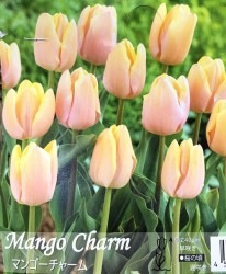 �ڵ庬�ۥ��塼��åס��إޥ󥴡����㡼��ٵ庬5��