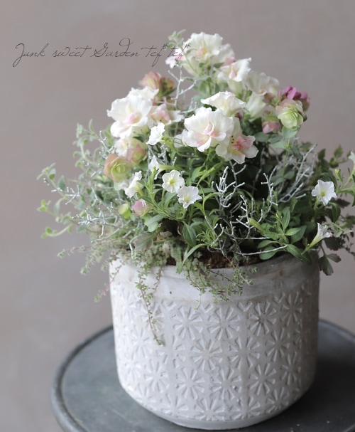 Tef Tef 寄せ植え 18 No 24 キンギョソウ アップルブロッサム 寄せ植え Junk Sweet Garden Tef Tef