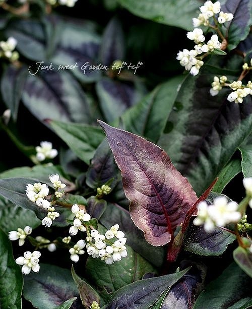 ペルシカリア 『レッドドラゴン』 | すべての商品 | | Junk sweet