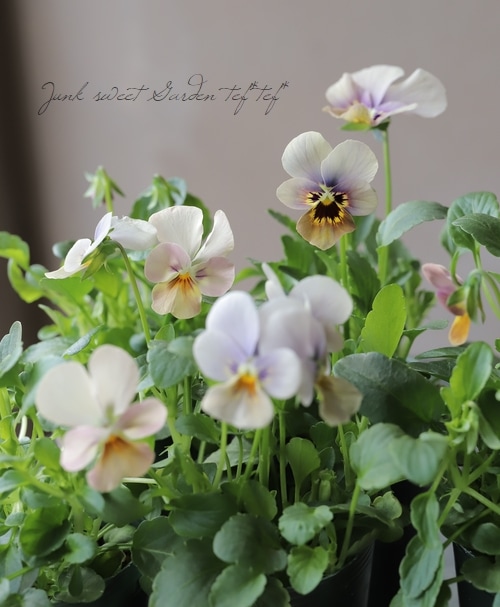 ○ゲブラさんの変わり咲きビオラ MIX | Flower Species,ビオラ