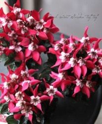 ڷڰ ǥ󥷥󡡡إååɡ١