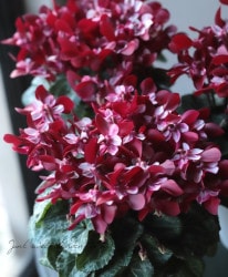 ڷڰ ǥ󥷥󡡡إå磻åɡ١