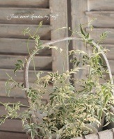 ϥ⥸㥹ߥ󡡡إߥ륭