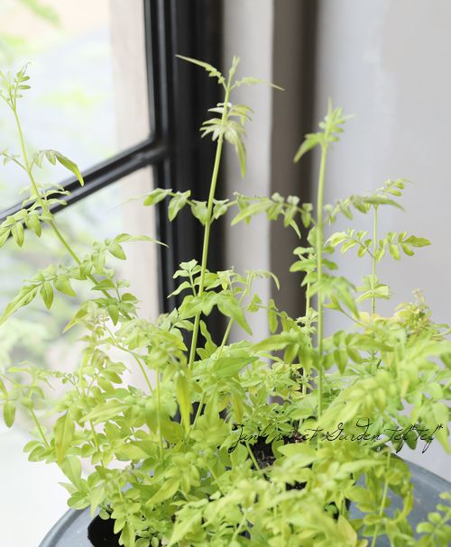 66 以上節約 草花の苗 ジャスミン フィオナサンライズ3号ポット