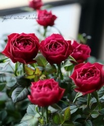 �ߥ˥Х顡�إܥ�ɡ�������ʡ�