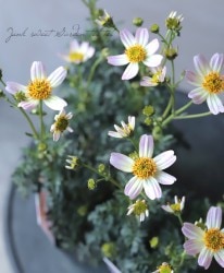 ʼ󥿡⥹ӥǥ󥹡طٳ