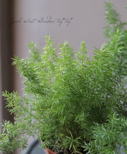 観葉植物】アスパラガス 『メイリー』 | すべての商品 | | Junk sweet