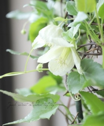 ����ۥ��ϥ���ޥ������إ��󥰥�٥�١�