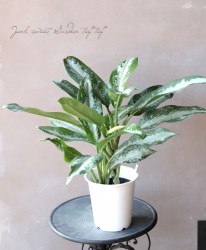 �ڴ��տ�ʪ�ۥ����饪�ͥޡ��إǥإ�륤��