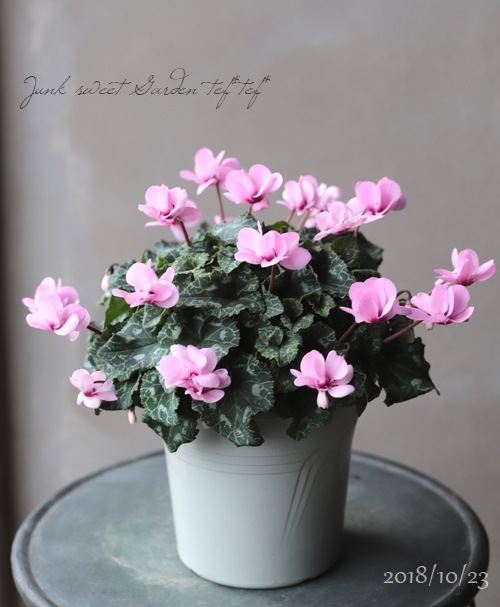 八重咲きシクラメン 『ウインク・ピンク』 | すべての商品 | | Junk