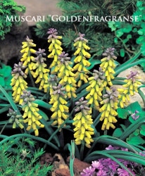 �ڵ庬�� �ॹ���ꡡ�إ�����ǥ�ե쥰��󥹡�