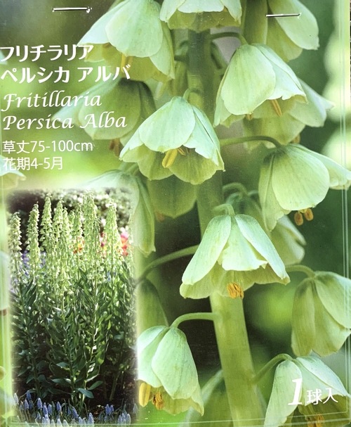 植え込み済 【球根】洋種バイモユリ・フリチラリア『ペルシカ・アルバ