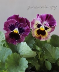 �ե��ѥ󥸡����եꥺ�륷����ߥˡ��إѡ��ץ륷�����ɡ�