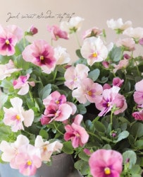 ���ѥ󥸡�����餯���إԥ󥯥֥��å��١�