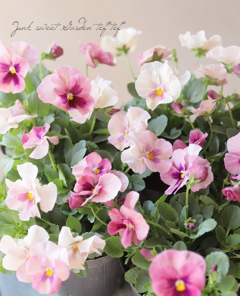 ◇パンジー・わらく 『ピンクブロッチ』 | すべての商品