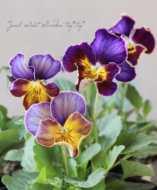 笈川さん育種生産！横浜セレクション 『フレアブルー』 | すべての商品