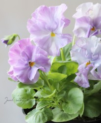 ��礱����������ѥ󥸡����زֳ��ܡ١��饤��å��ԥ󥯡��饦��ɥ졼���ե��