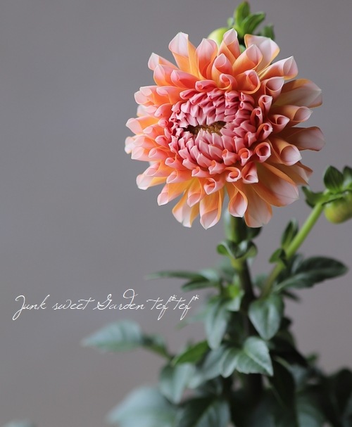 ダリア 『ポートライトペアビューティー』 すべての商品 Junk sweet Garden tef*tef*