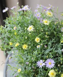 ɺ֥饭ࡡإޥ֥ǥ饤ȡߥߥ˥ 2