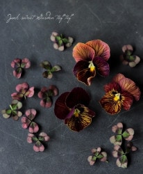 ���ӥ��顡�إ���������������åɡ�