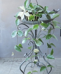 �ڴ��տ�ʪ�� �ۥ䡦����Ρ����إ�åץ��顼��