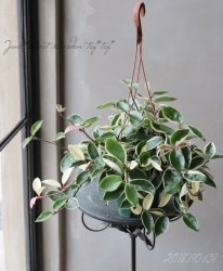 �ڴ��տ�ʪ�� �ۥ䡦����Ρ����إ�åץ��顼�١��ߤ�ȭ