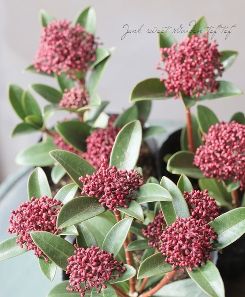 スキミア 『レッドドワーフ -Red Dwarf-』 コンパクト品種 | すべての