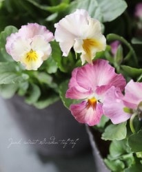 �ߤ�����إӥ��顦2018ǯ���ʼ�إץ�ƥ����������