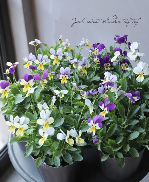 みもとビオラ 『クリームソーダ』 | すべての商品 | | Junk sweet