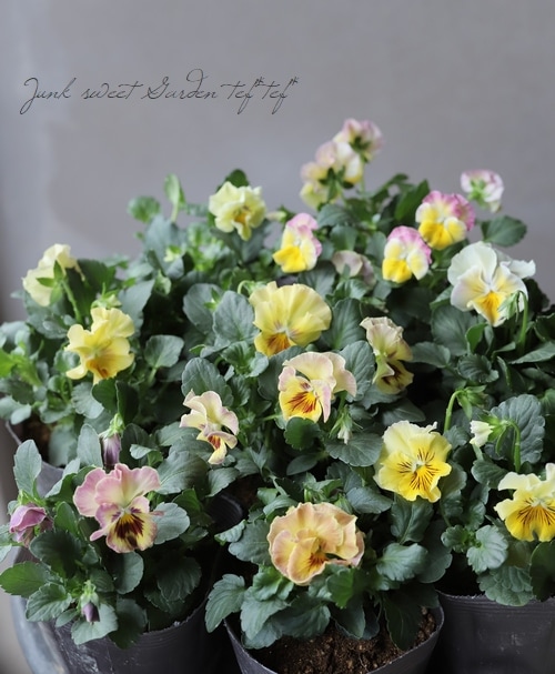 限定レア】みもとプレミアムパンジー・裏試作品種 No.3 | すべての商品