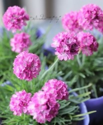 カサブランカ　アルメリア　セット Flower Species,アルメリア | Junk sweet Garden tef*tef*