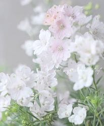 3753⭐️DD⭐️dumetorum⭐️超小輪⭐️極細色抜けピコ⭐️ Flower Species,デルフィニウム | Junk sweet Garden tef*tef*