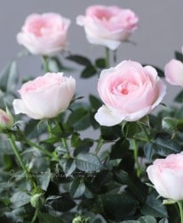 �ߥ˥Х顦���ץƥ��ޥ�����塡�إԥ󥯡١�