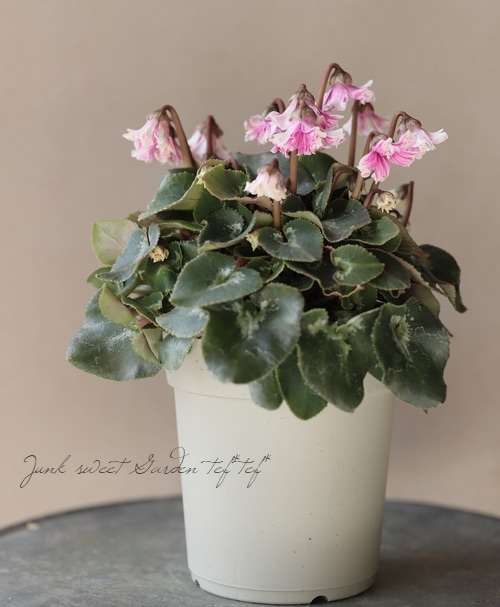 新品種！シクラメン・ラッシュ『天使のはね』【No.13】 | すべての商品