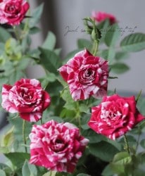 Flower Species,ミニバラ | Junk sweet Garden tef*tef*