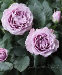 �ߥ˥Х顡�ؤ����ʤ��֥롼��